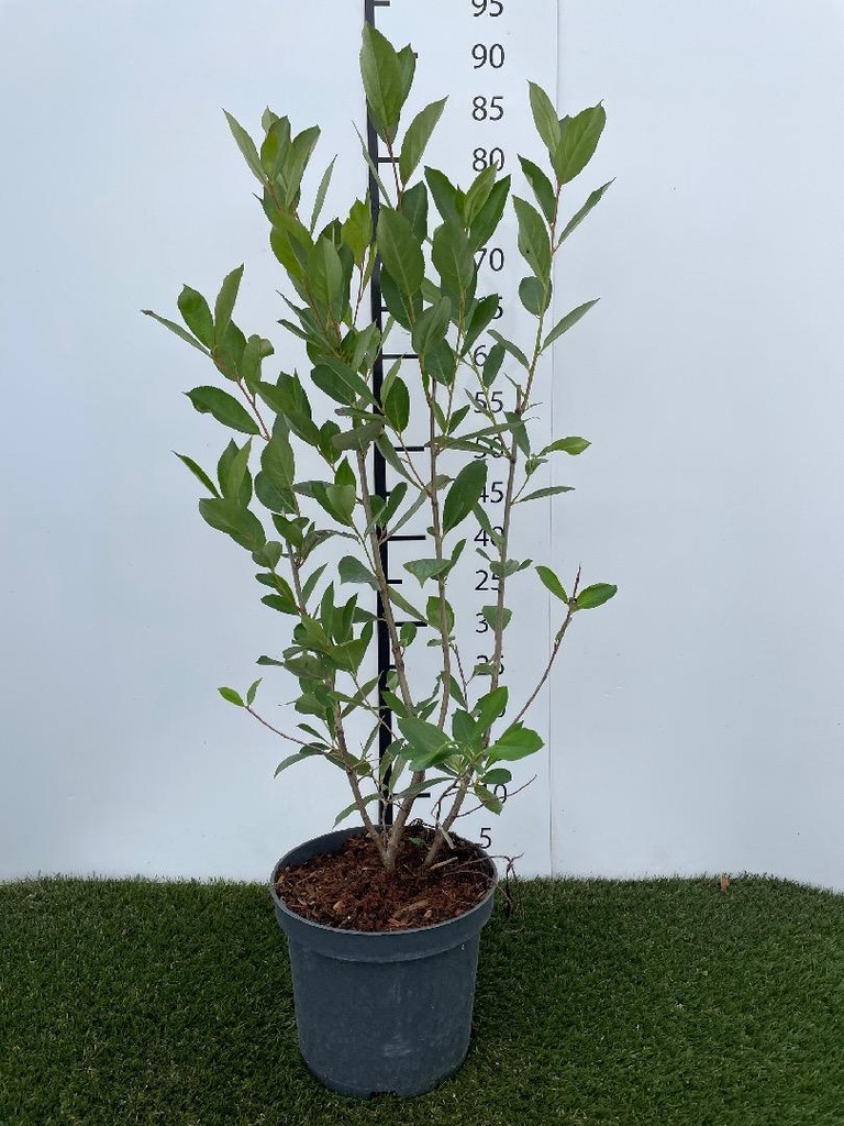 Aronia melanocarpa Hugin C3 40-60