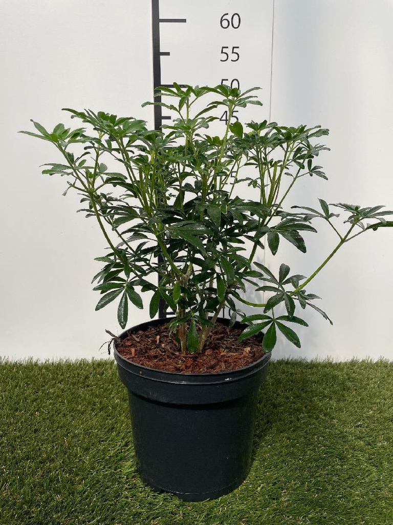 Choisya ternata Greenfingers C3 30-40
