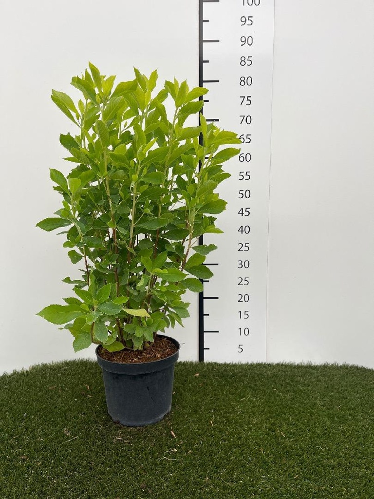 Clethra alnifolia C3 40-60