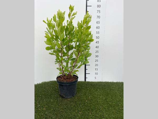 Clethra aln. Ruby Spice C3 30-40