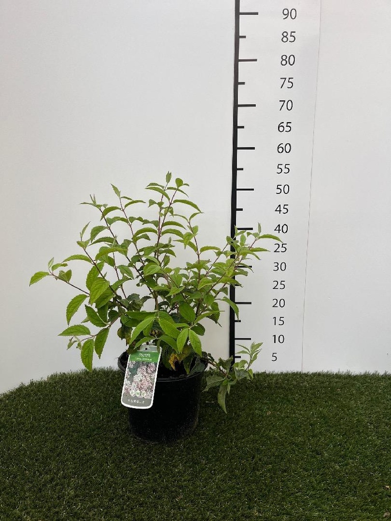 Deutzia hybr. Mont Rose C3 40-60