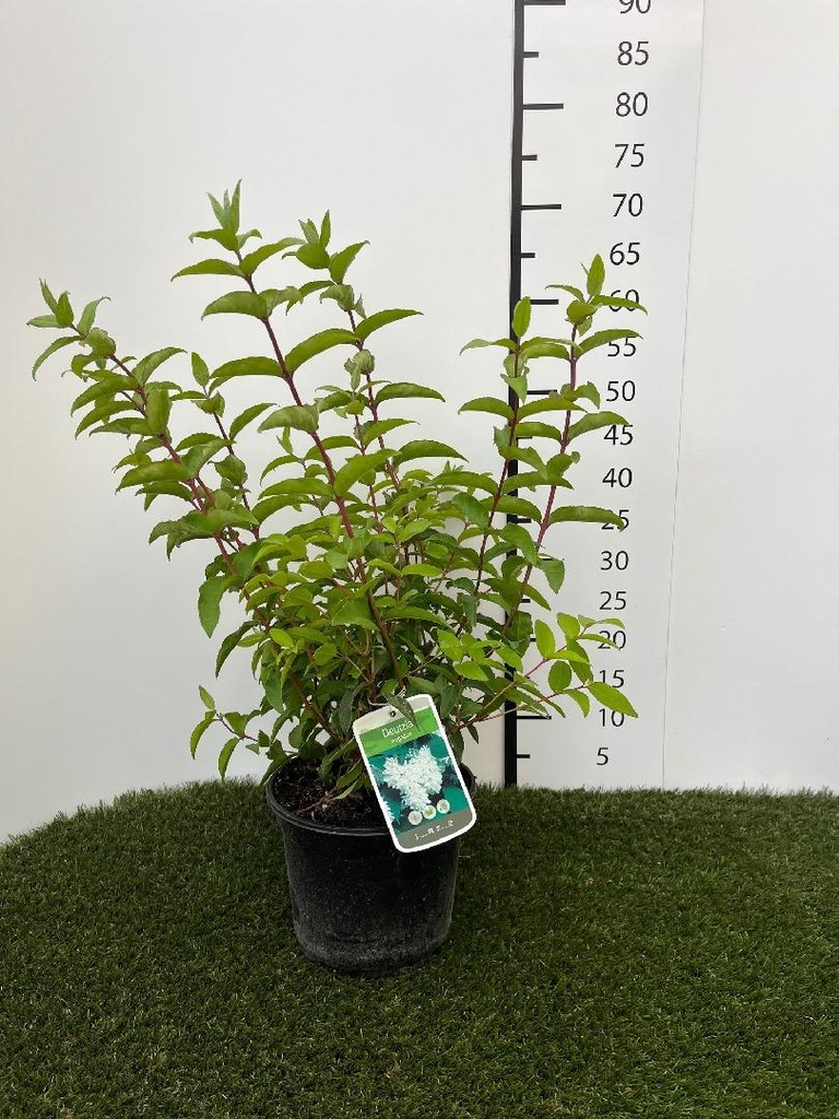 Deutzia magnifica C3 40-60