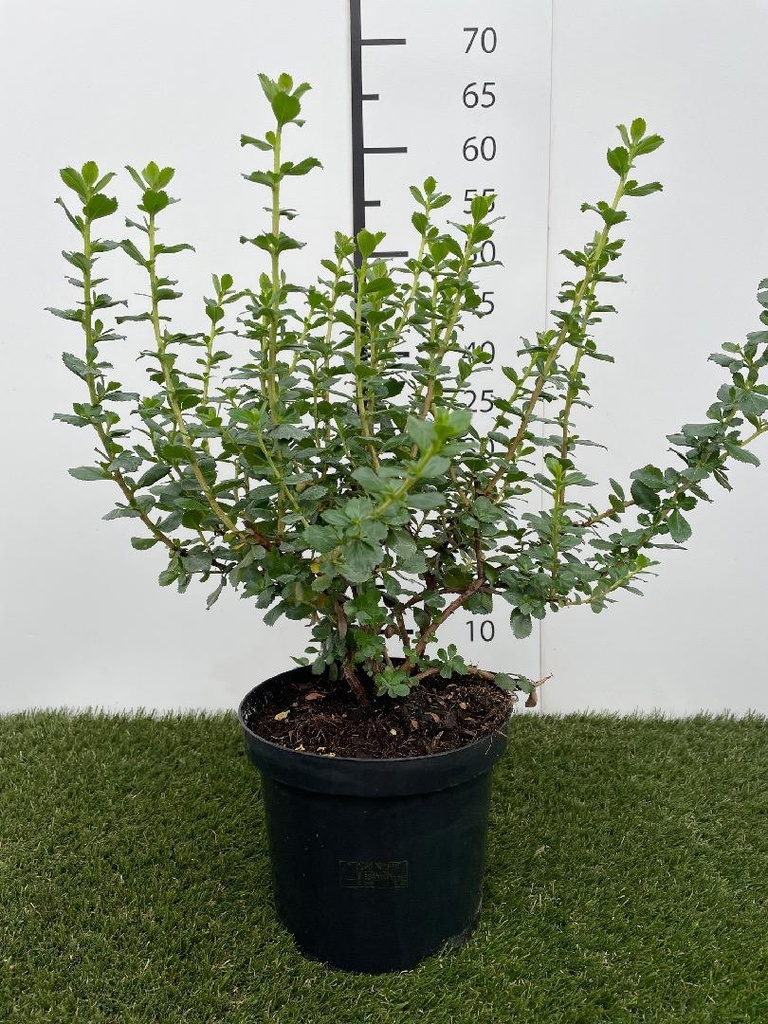 Escallonia Apple Blossom C3 40-50