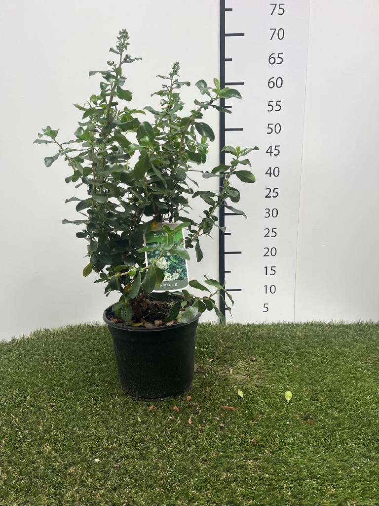 Escallonia hybr. Iveyi  C3 40-50