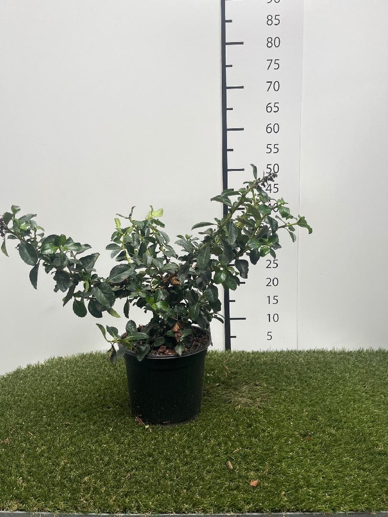 Escallonia rubra Macrantha C3 40-50