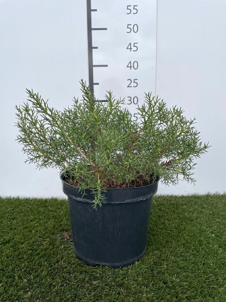 Genista hispanica  C3 25-30