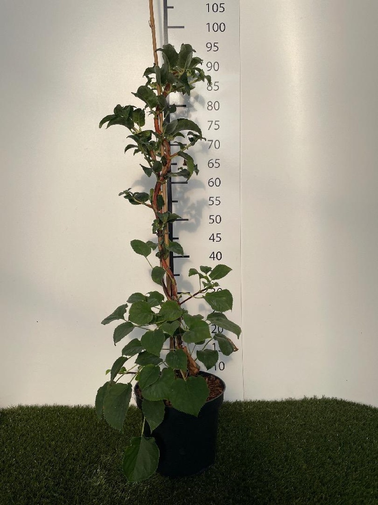 Hydrangea anomala Petiolaris C3 60-80
