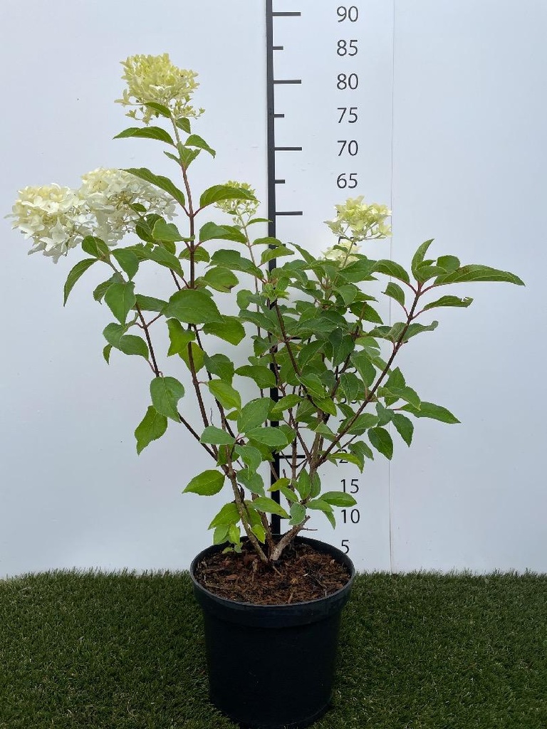 Hydrangea paniculata Skyfall  C3 40-50