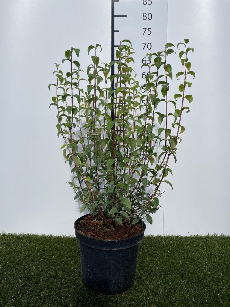 Philadelphus Lemoinei Silberregen C3 40-50