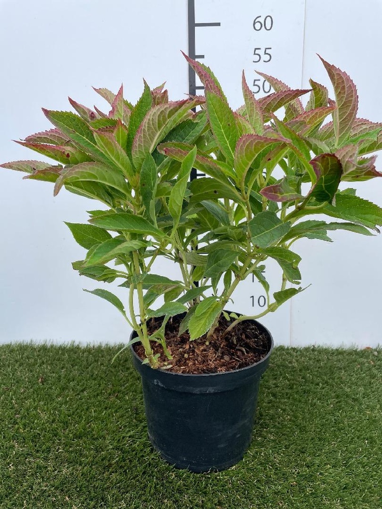 Hydrangea serrata Magic Pillow C3 30-40
