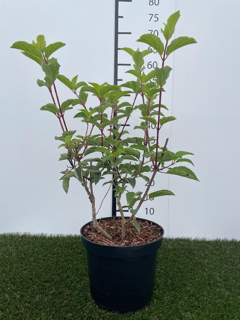 Hydrangea paniculata Fraise Melba C3 40-50