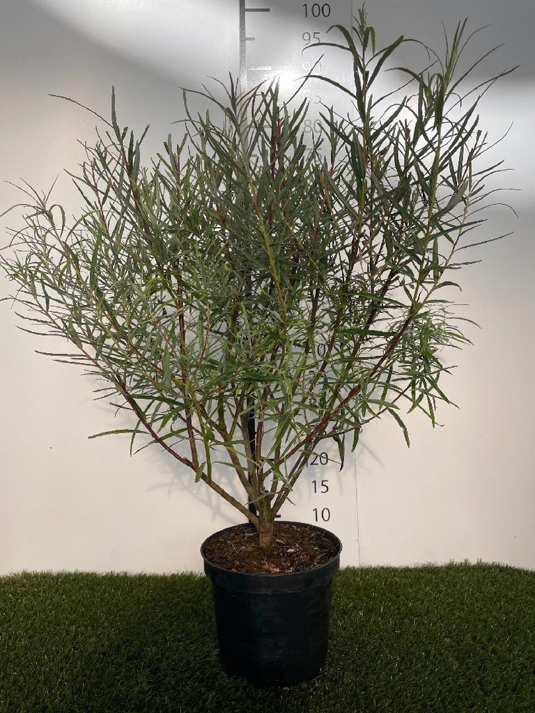 Salix elaeagnos Angustifolia C3 50-60