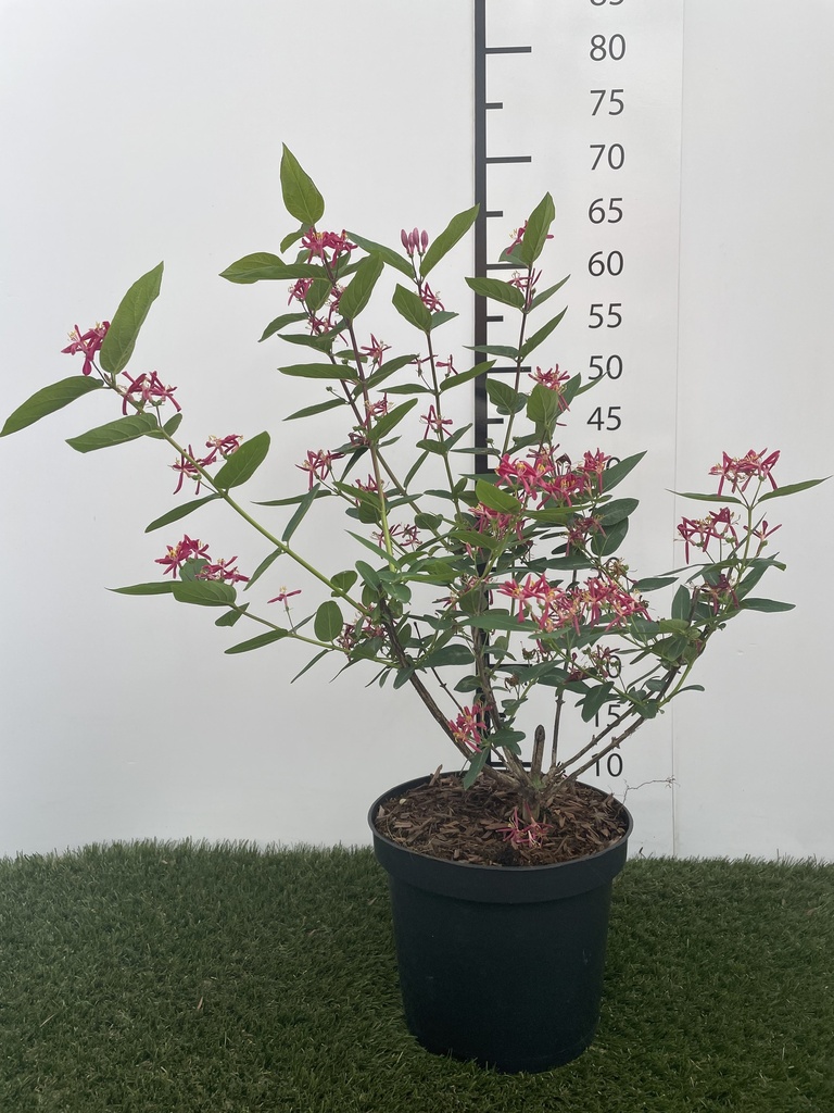 Lonicera tatarica Hacks Red C3 40-60