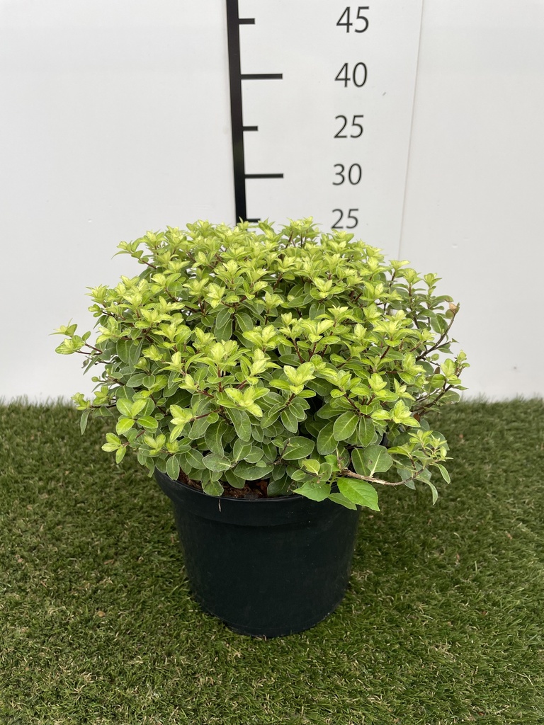 Pittosporum tenuifolium Golden Ball