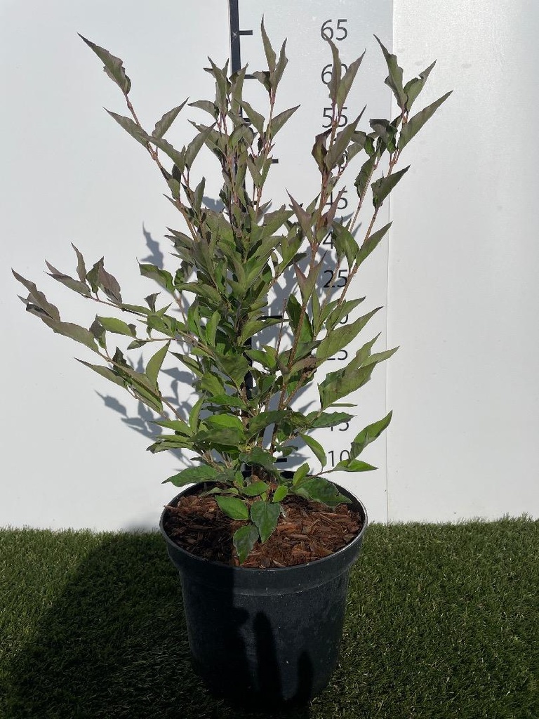 Syringa patula  Miss Kim C3 40-50