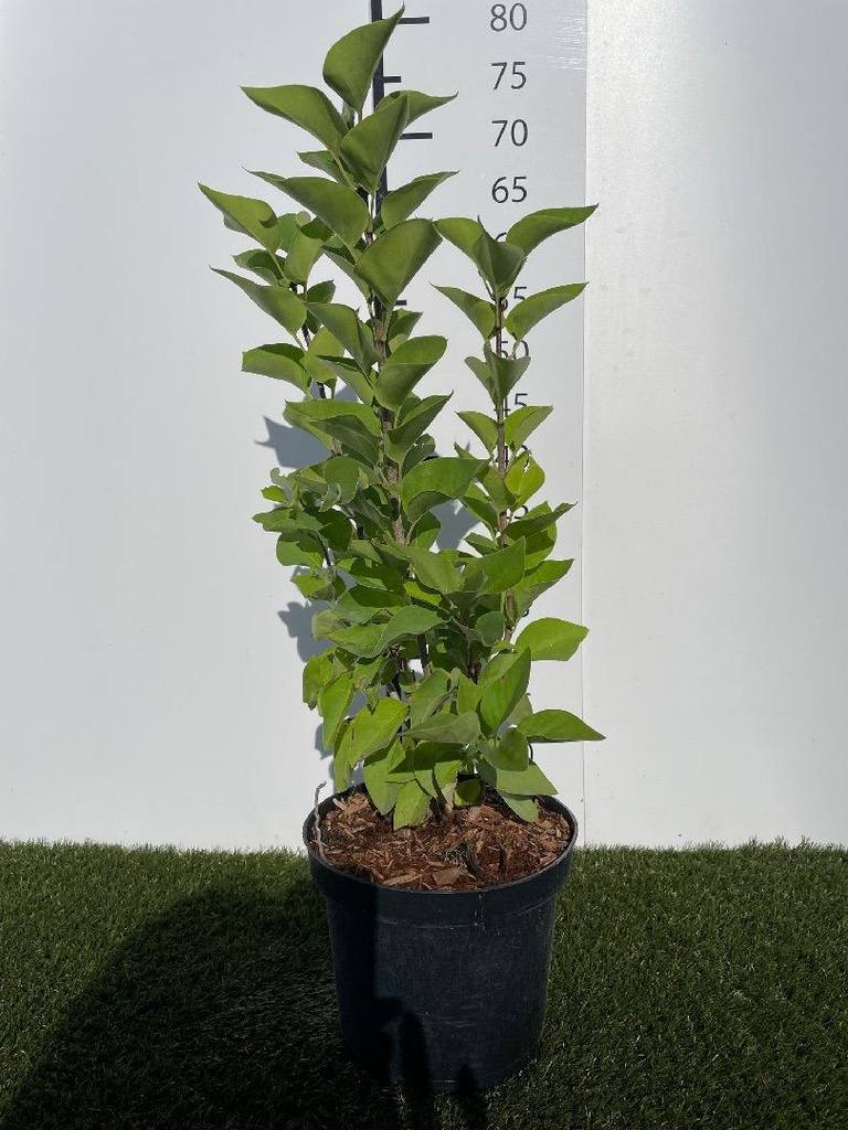 Syringa vulgaris Carpe Diem C3 40-50