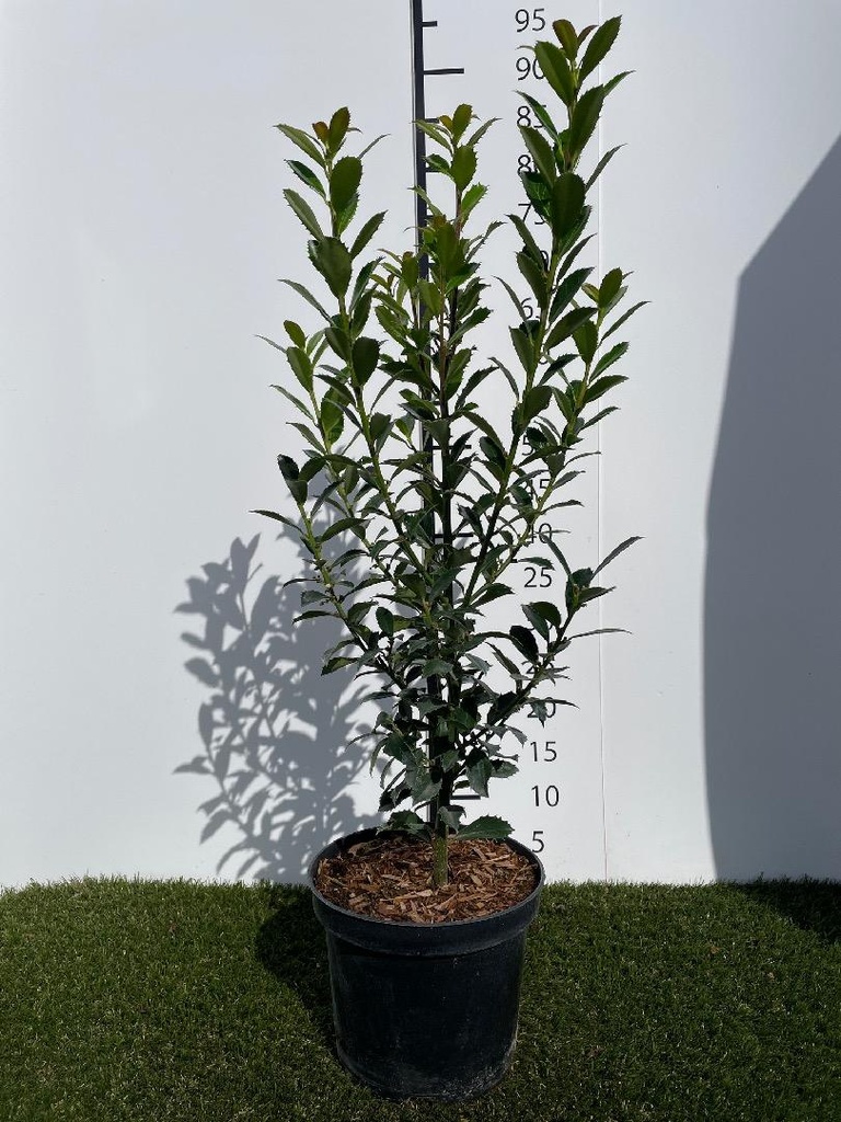 Ilex meserveae Heckenpracht C3 40-60