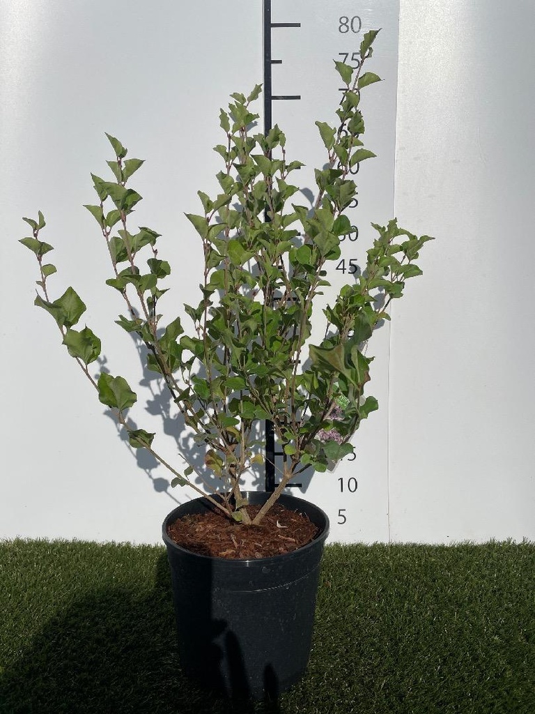 Syringa meyeri Palibin C3 40-50