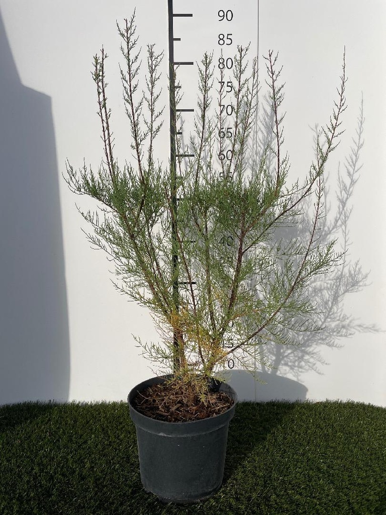 Tamarix tetrandra C3 40-60