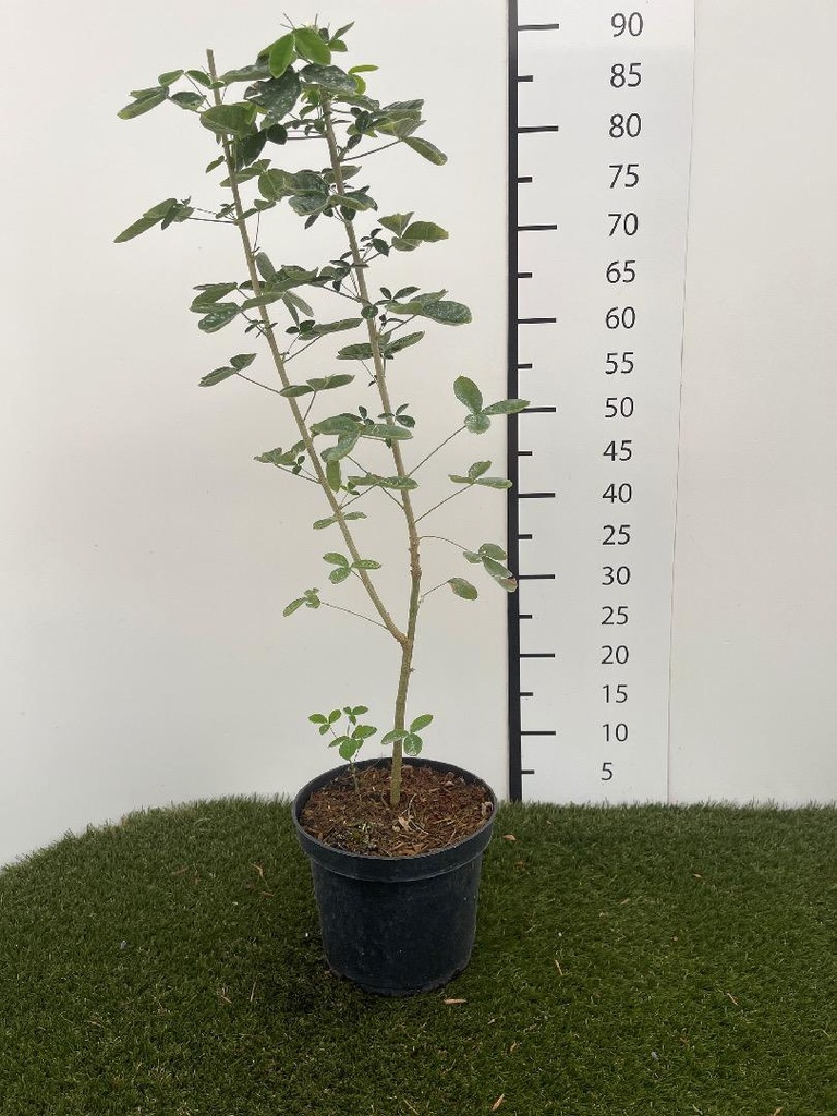 Laburnum anagyroides C3 50-60