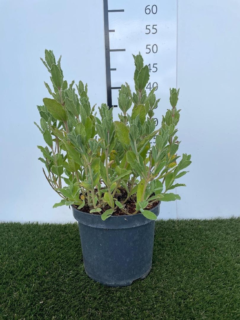 Cistus pulverulentus Sunset C3 30-40