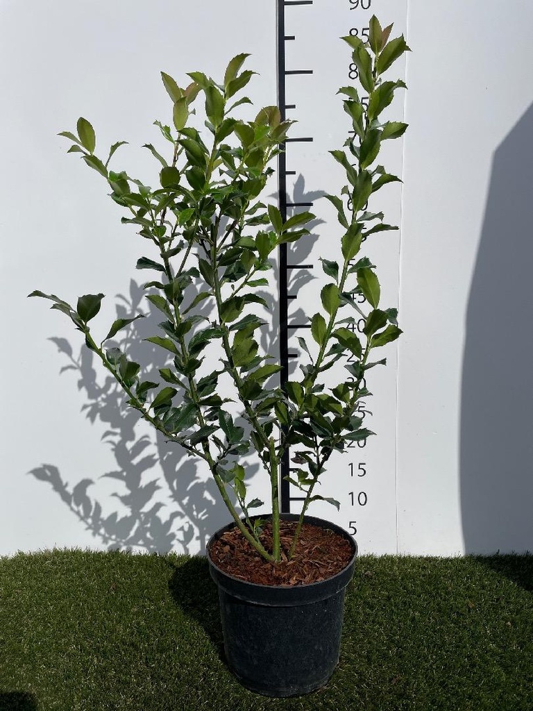 Ilex meserveae Blue Maid C3 40-60