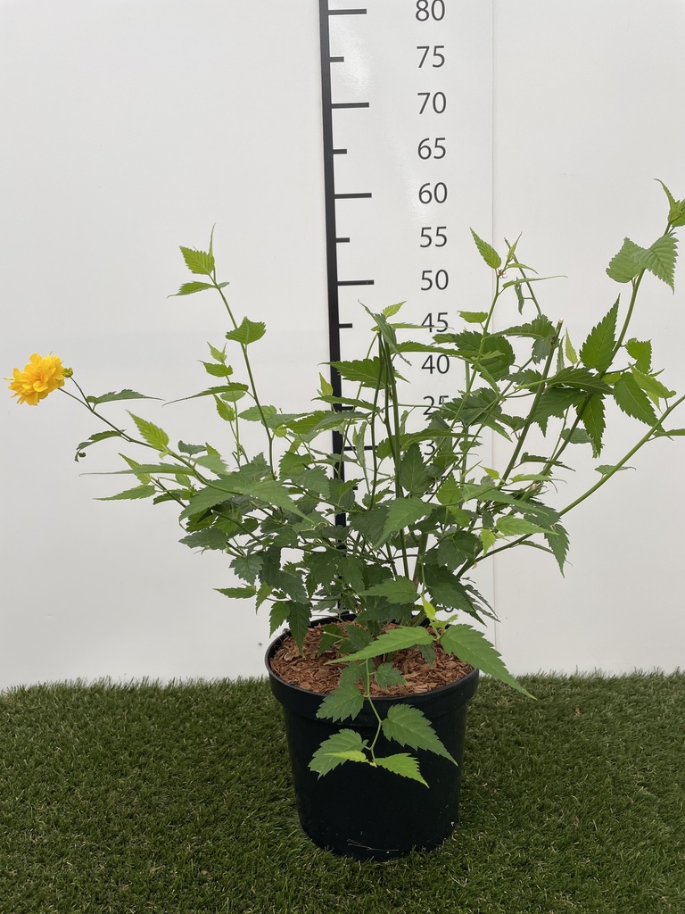 Kerria jap. Pleniflora C3 30-40