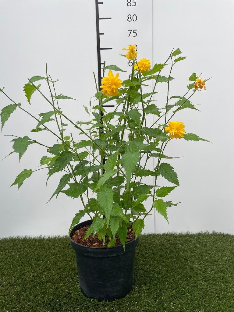 Kerria jap. Pleniflora C3 40-50