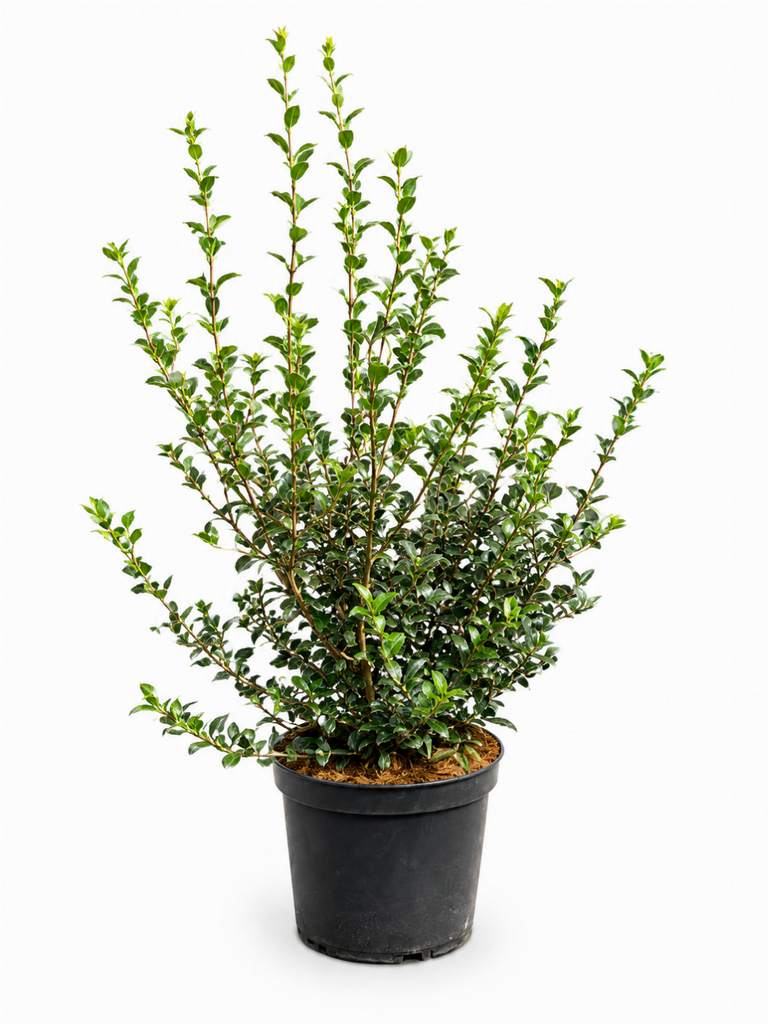 Osmanthus  Burkwoodii C7.5 60-80