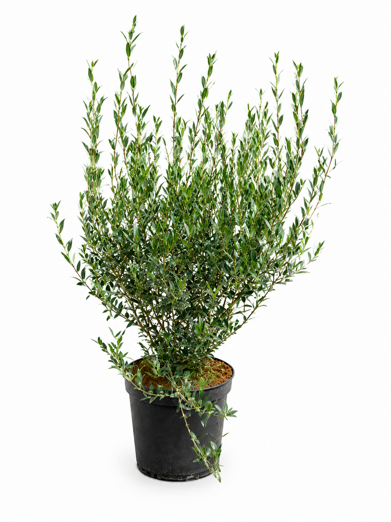 Phillyrea Angustifolia C7,5 80-100