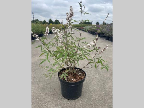 Vitex agnus-castus Alba C3 40-50