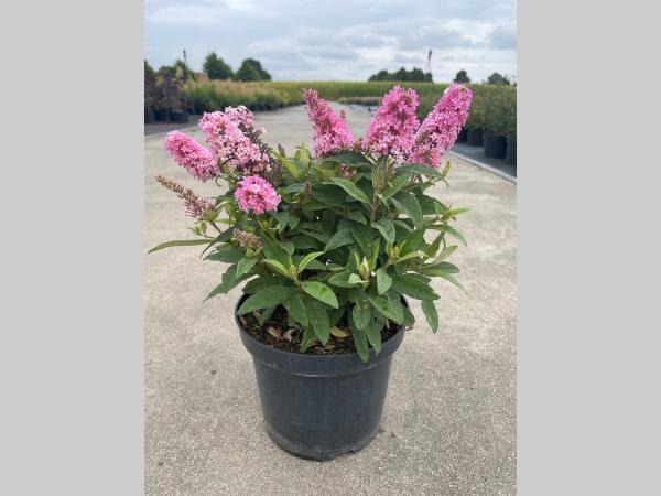 Buddleja dav. Butterfly candy Little Pink 30-40