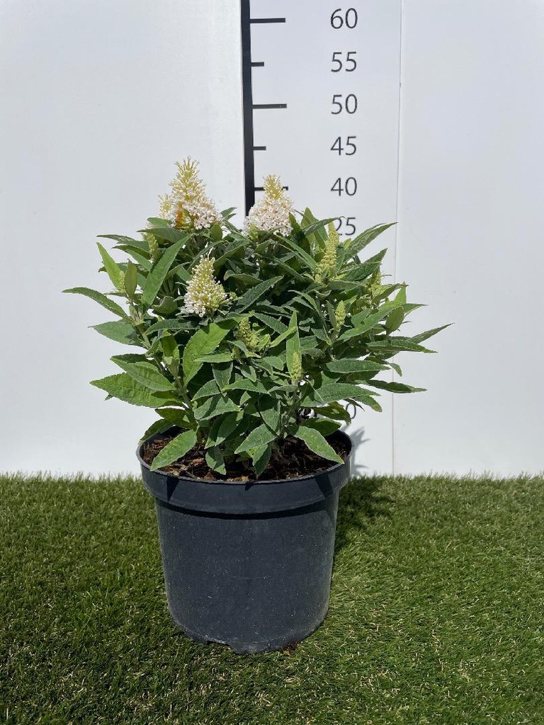 Buddleja dav. Butterfly candy Little White 30-40
