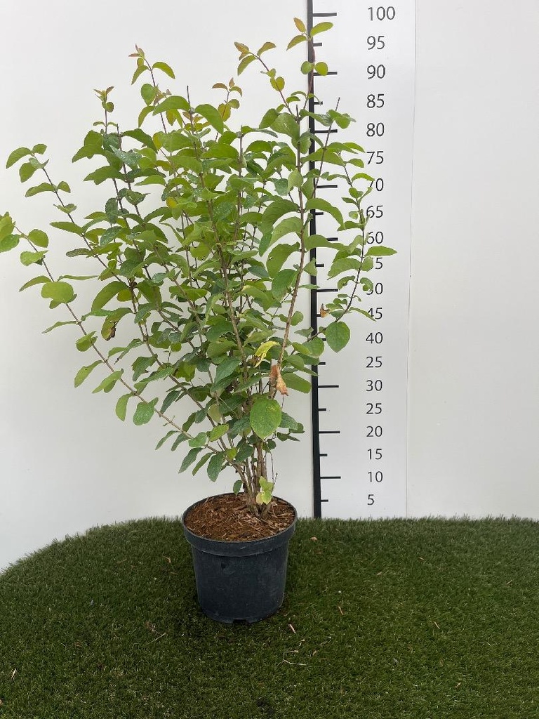 Lonicera xylosteum C3 60-80