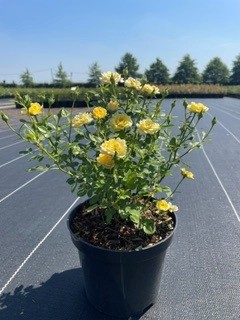 Rosa Yellow Fairy C3 25-30