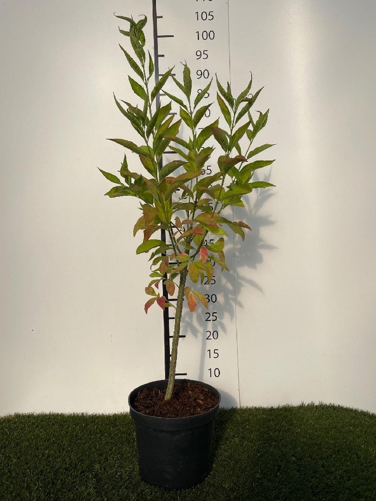 Euonymus europaeus C3 60-80