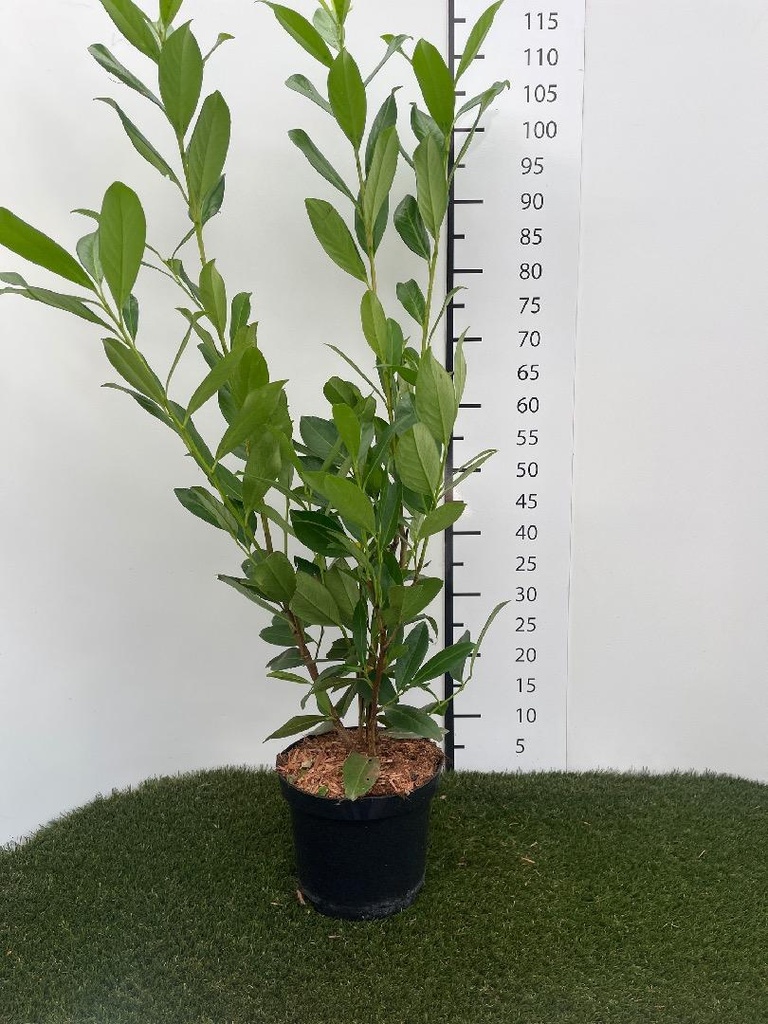 Prunus  laurocerasus Caucasica C4 80-100