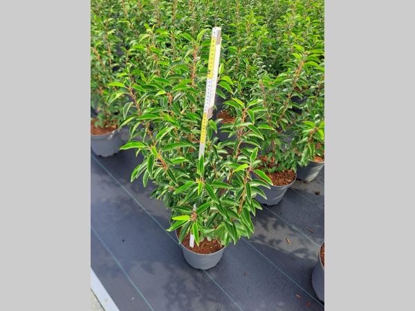 Prunus lusitanica Angustifolia C7.5 60-80