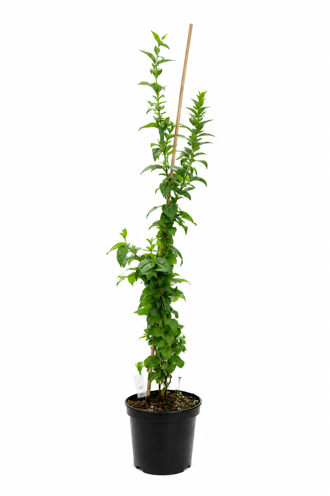 Abeliophyllum distichum C7,5 50-60