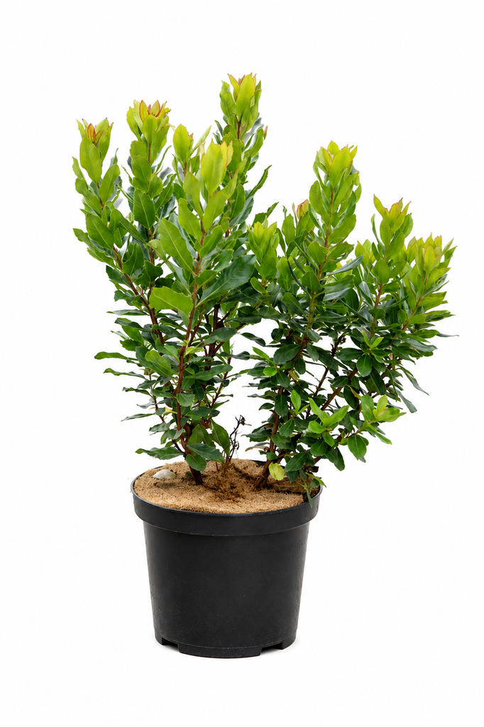 Arbutus unedo C10 60-80