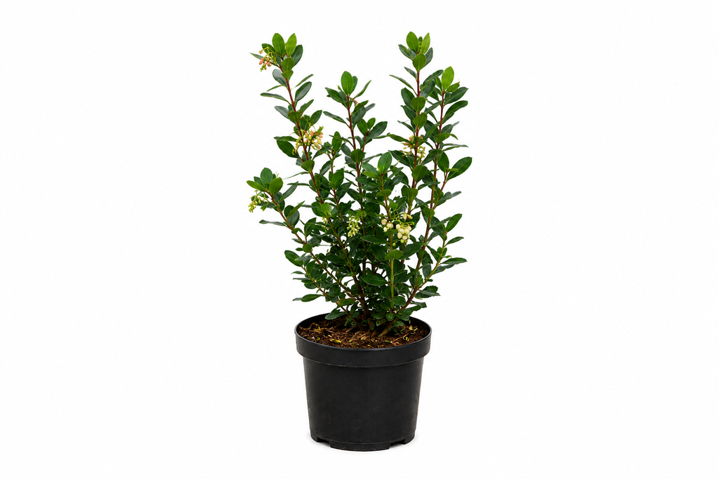 Arbutus unedo Roselily C3 30-40