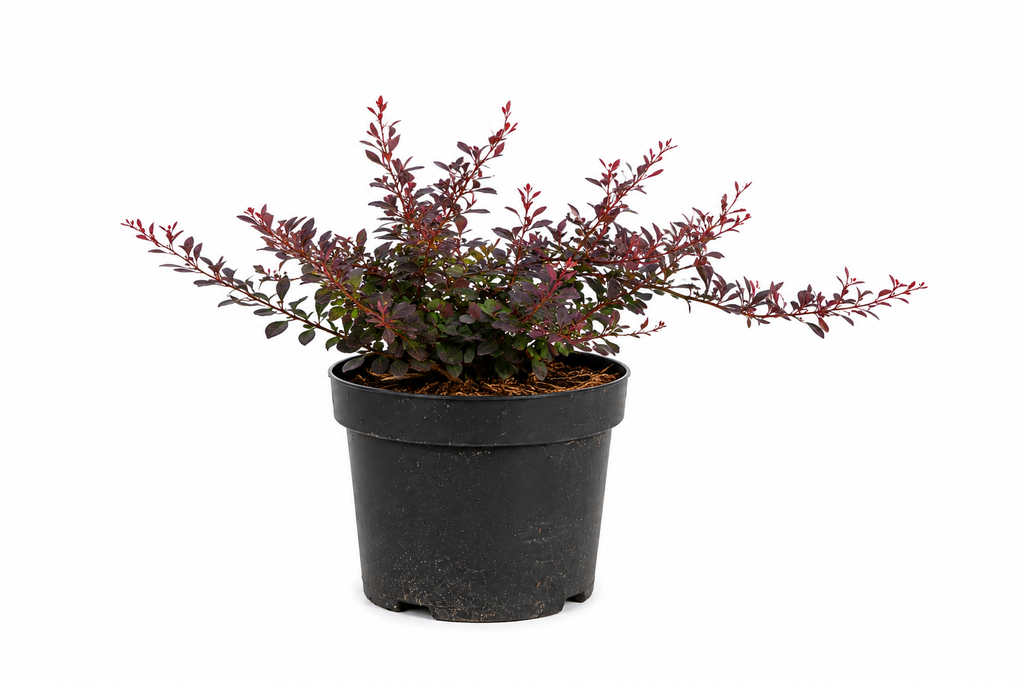 Berberis thunbergii Atropurpurea Nana C3 25-30