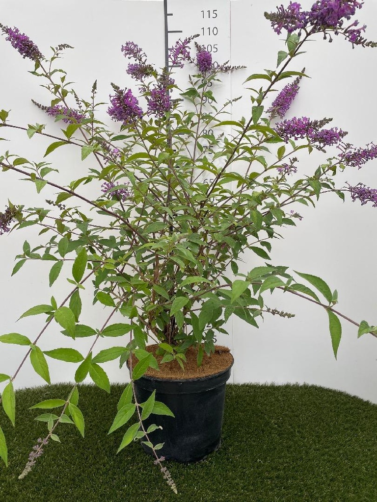 Buddleja Argus Velvet C7,5 80-100