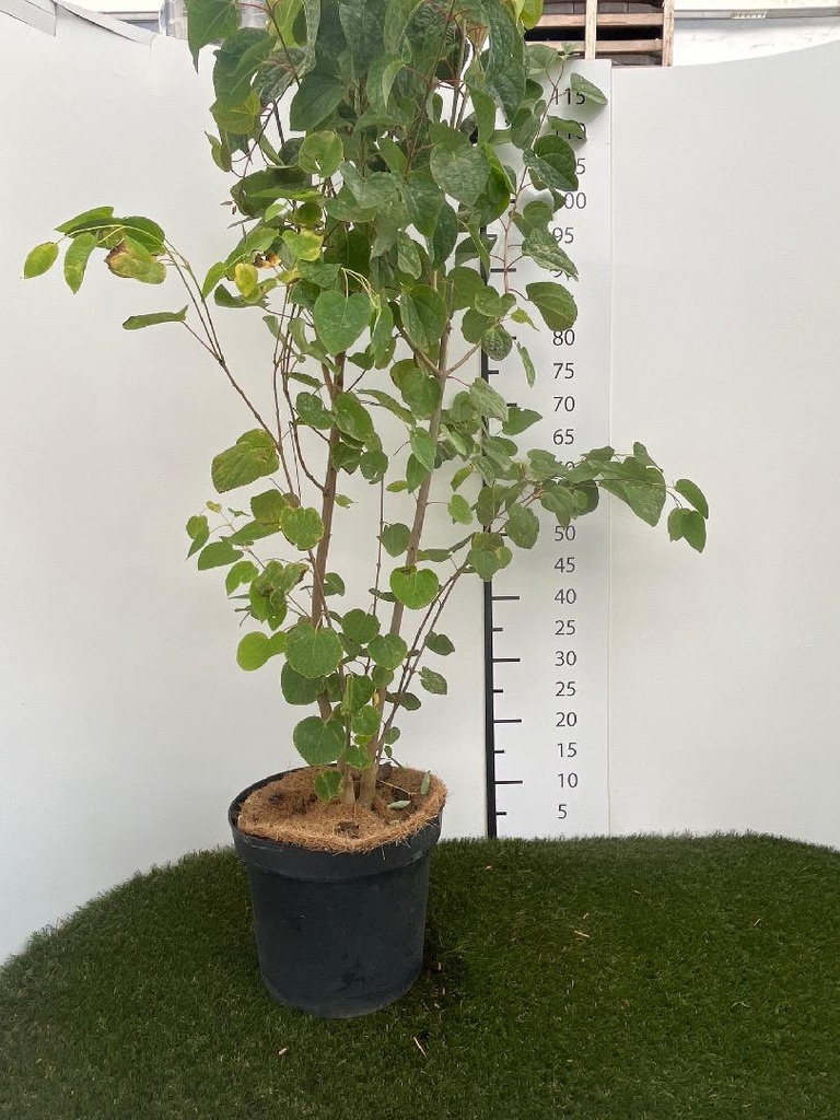 Cercidiphyllum japonicum C7,5 100-125