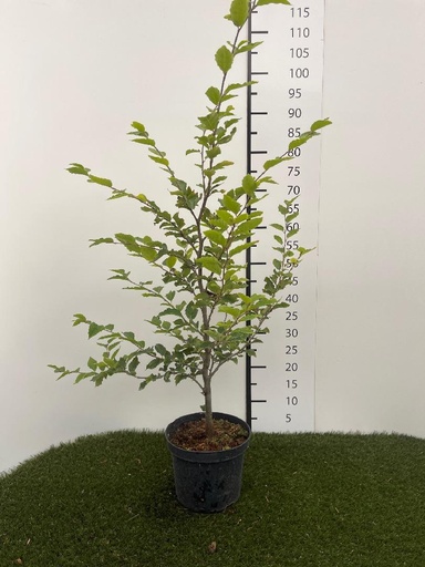 [P0000647] Fagus sylvatica C3 60-80