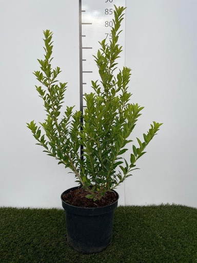 [P0000669] Ilex maximowicziana Kanehirae C3 40-60