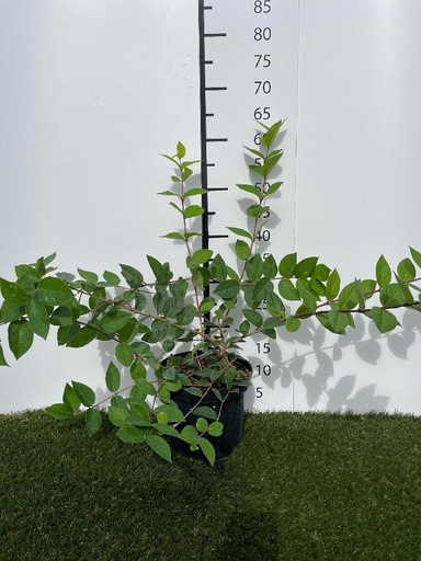 [P0000678] Lonicera purpusii Winter Beauty C3 40-50