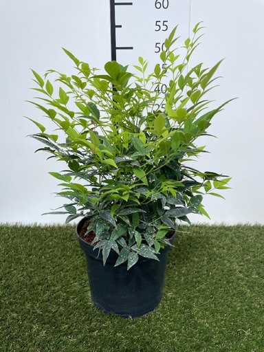 [P0000685] Nandina domestica Magical Lemon Lime C3 25-30