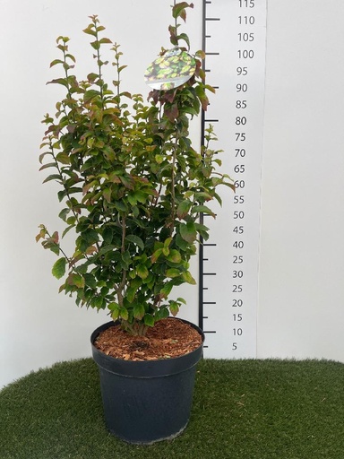 [P0000694] Parrotia persica  Persian Spire C10 60-80