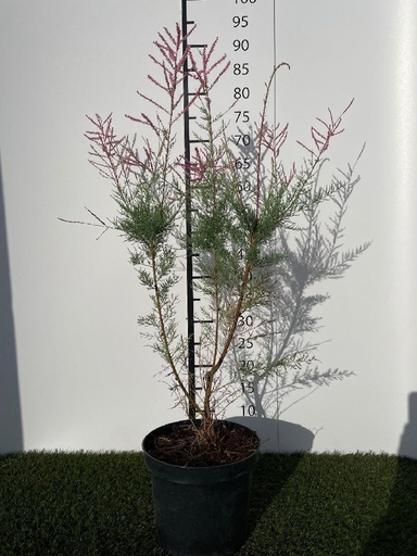 [P0000738] Tamarix tetrandra rubra C3 40-50